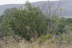 Burchellia bubalina