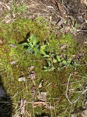 Stellaria pubera