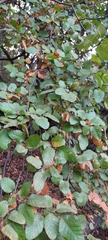 Nothofagus macrocarpa