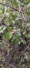 Azara petiolaris