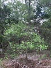 Crataegus tracyi