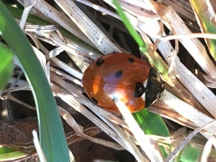 Coccinella septempunctata