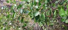 Azara petiolaris