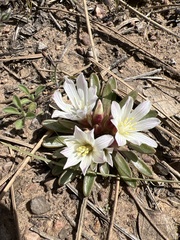 Lewisia brachycalyx