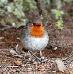 Erithacus rubecula superbus