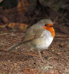 Erithacus rubecula superbus
