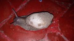 Megalobulimus lorentzianus