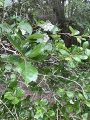 Crataegus tracyi