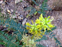 Astragalus alopecuroides