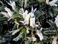 Astragalus tragacantha