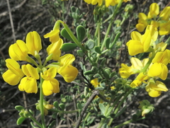 Coronilla minima lotoides