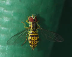 Toxomerus pictus