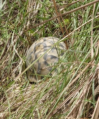 Testudo hermanni