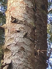 Certhia americana