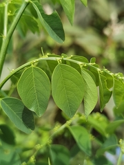 Phyllanthus mocinianus