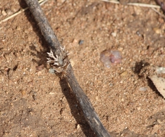 Pephricus