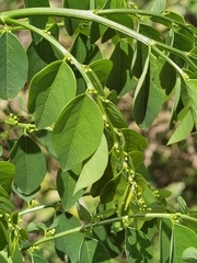 Phyllanthus mocinianus