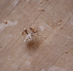 Pephricus