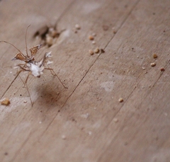 Pephricus