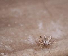 Pephricus