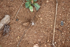 Pephricus