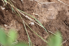 Pephricus