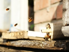 Osmia cornuta