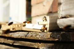 Osmia cornuta