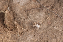 Pephricus