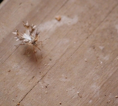 Pephricus
