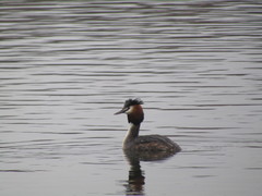 Podiceps cristatus