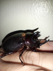 Heterogomphus mniszechi