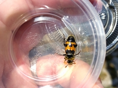 Nicrophorus vestigator