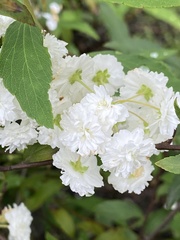 Spiraea cantoniensis