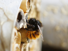 Osmia cornuta