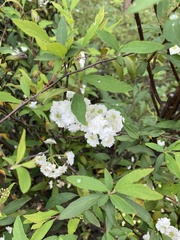 Spiraea cantoniensis