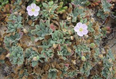 Erodium corsicum