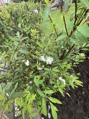 Spiraea cantoniensis