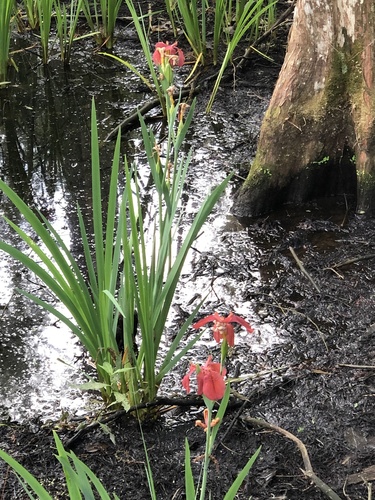 Iris × nelsonii, photograph 2