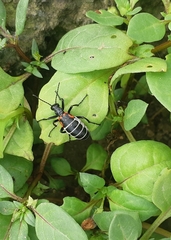 Pseudomeloe miniaceomaculatus