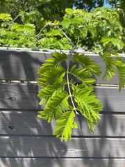 Gonopterodendron