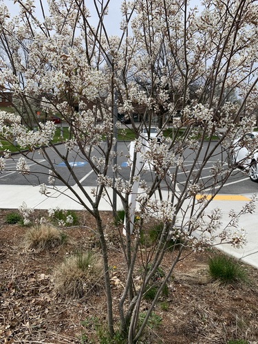 common serviceberry