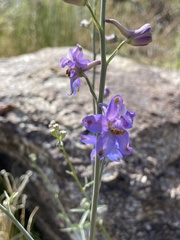 Delphinium parishii parishii