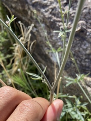 Delphinium parishii parishii