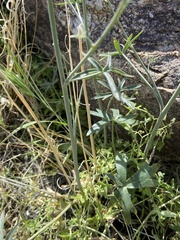 Delphinium parishii parishii