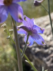 Delphinium parishii parishii