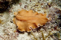 Yungia aurantiaca