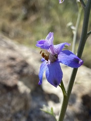 Delphinium parishii parishii