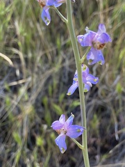 Delphinium parishii parishii
