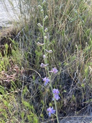Delphinium parishii parishii